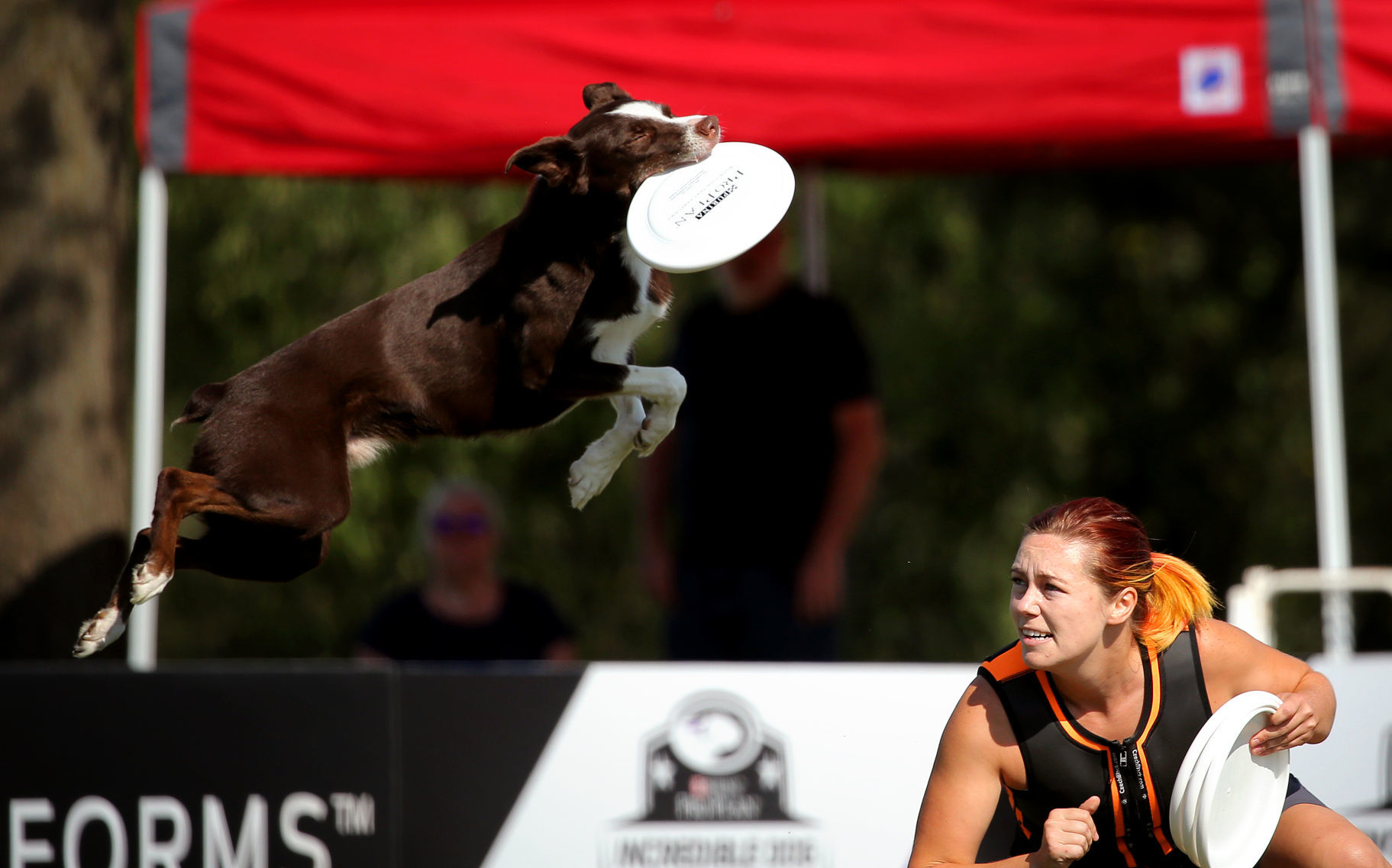 Incredible dogs compete at Purina Farms